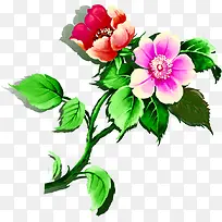 �ֻ��ɫõ����Ҷ-������