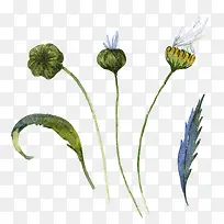 水彩花苞-空若网 水彩花苞-空若网