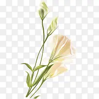 白色唯美淡雅花苞-空若网 白色唯美淡雅花苞-空若网