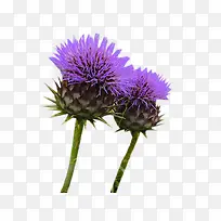 Á½ÖêÄ̼»²Ý»¨°úÍ¼Æ¬ËØ²Ä-¿ÕÈôÍø Á½ÖêÄ̼»²Ý»¨°úÍ¼Æ¬ËØ²Ä-¿ÕÈôÍø