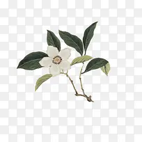 白色小花绿叶手绘-空若网 白色小花绿叶手绘-空若网