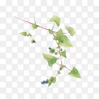 ˮ���ֻ���Ҷ-������