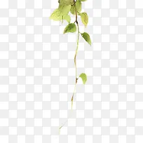 手绘绿叶卡通绿叶-空若网 手绘绿叶卡通绿叶-空若网