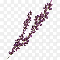 薰衣草花骨朵-空若网 薰衣草花骨朵-空若网