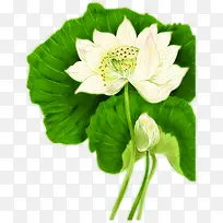 手绘绿叶白色荷花-空若网 手绘绿叶白色荷花-空若网