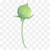 手绘水彩叶子花苞-空若网 手绘水彩叶子花苞-空若网