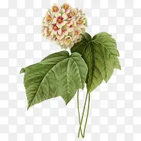 绿叶白色手绘水菊-空若网 绿叶白色手绘水菊-空若网