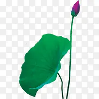 可爱唯美紫色花苞-空若网 可爱唯美紫色花苞-空若网