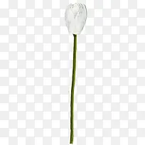 可爱白色手绘花苞-空若网 可爱白色手绘花苞-空若网