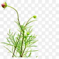 ��ɫΨ����������-������