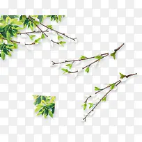 ��ɫ���Ż�����֦-������