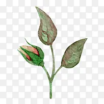 彩绘叶子和花苞-空若网 彩绘叶子和花苞-空若网