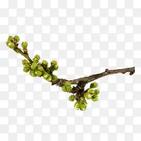 免抠透明干树枝绿花苞-空若网 免抠透明干树枝绿花苞-空若网