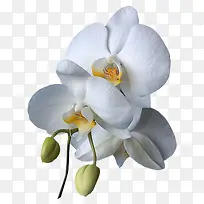 白色小花花苞-空若网 白色小花花苞-空若网