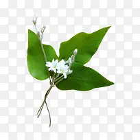 ��Ҷ��ɫС������-������