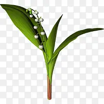 白色花苞绿叶-空若网 白色花苞绿叶-空若网