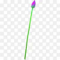 长径花苞素材-空若网 长径花苞素材-空若网