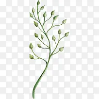 手绘绿色植物花苞-空若网 手绘绿色植物花苞-空若网
