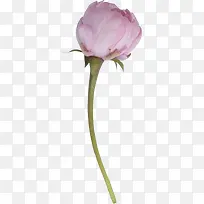 花苞白色花苞红色花苞-空若网 花苞白色花苞红色花苞-空若网