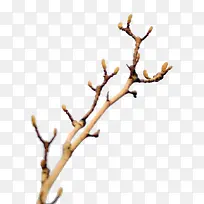 ������֦-������