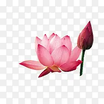 古风素材荷花 荷花苞 png素材-空若网 古风素材荷花 荷花苞 png素材-空若网