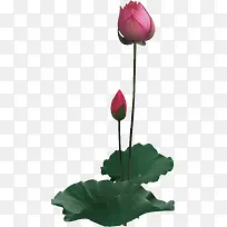 荷叶花苞素材png素材-空若网 荷叶花苞素材png素材-空若网