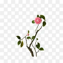 ���� �� ��Ҷ ��֦png�ز�-������