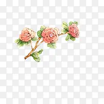 手绘牡丹-空若网 手绘牡丹-空若网