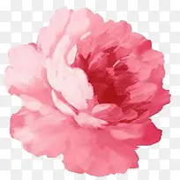 手绘牡丹-空若网 手绘牡丹-空若网