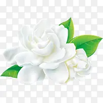 白色牡丹花卉-空若网 白色牡丹花卉-空若网