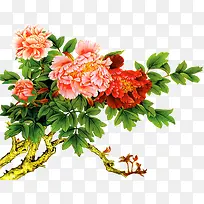 水彩手绘合成牡丹花-空若网 水彩手绘合成牡丹花-空若网