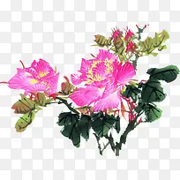 手绘牡丹花-空若网 手绘牡丹花-空若网