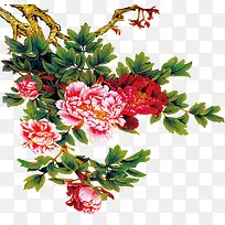 牡丹花素材-空若网 牡丹花素材-空若网