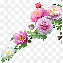 牡丹花树-空若网 牡丹花树-空若网