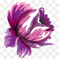 手绘紫色水彩牡丹花-空若网 手绘紫色水彩牡丹花-空若网