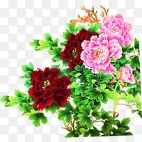 牡丹花国庆钜惠促销-空若网 牡丹花国庆钜惠促销-空若网