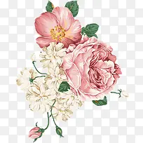 牡丹花水彩牡丹花-空若网 牡丹花水彩牡丹花-空若网