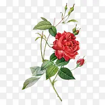 手绘牡丹素材-空若网 手绘牡丹素材-空若网