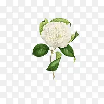 绿叶白色牡丹花-空若网 绿叶白色牡丹花-空若网