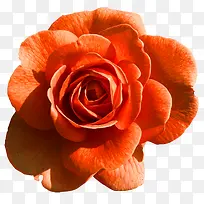 盛开橙色牡丹海报背景-空若网 盛开橙色牡丹海报背景-空若网