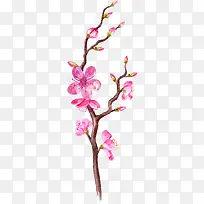 手绘植物花卉-空若网 手绘植物花卉-空若网