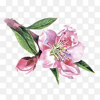 手绘植物花卉-空若网 手绘植物花卉-空若网