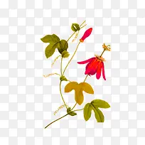 手绘植物花卉-空若网 手绘植物花卉-空若网