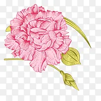 �ֻ�ֲ�ﻨ��-������