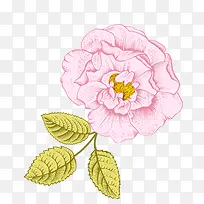 手绘植物花卉-空若网 手绘植物花卉-空若网