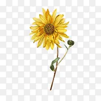 手绘向日葵装饰素材-空若网 手绘向日葵装饰素材-空若网