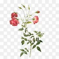 �ֻ�ֲ�ﻨ��-������