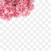粉色的花朵-空若网 粉色的花朵-空若网
