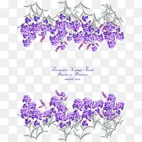 矢量手绘紫色薰衣草-空若网 矢量手绘紫色薰衣草-空若网