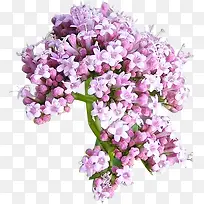 缬草-空若网 缬草-空若网